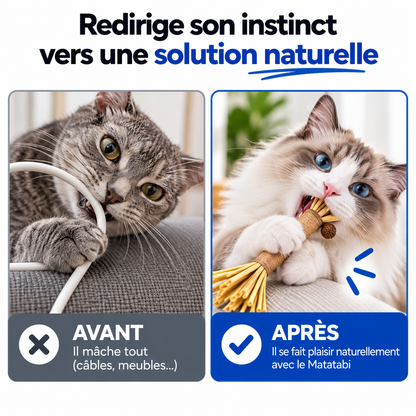 Pawsial™ — Pack Sticks Dentaires Naturel pour Chats