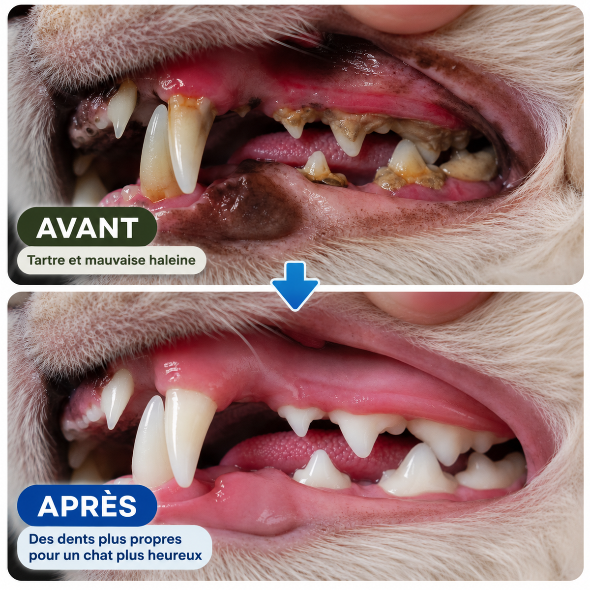 Pawsial™ — Pack Sticks Dentaires Naturel pour Chats