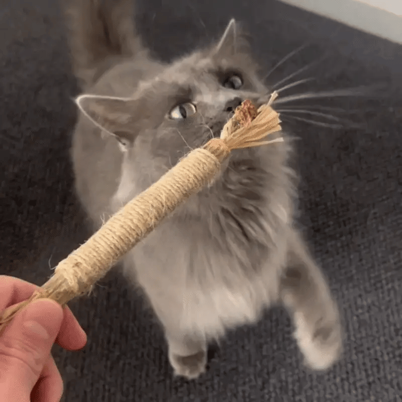 Pawsial™ — Pack Sticks Dentaires Naturel pour Chats